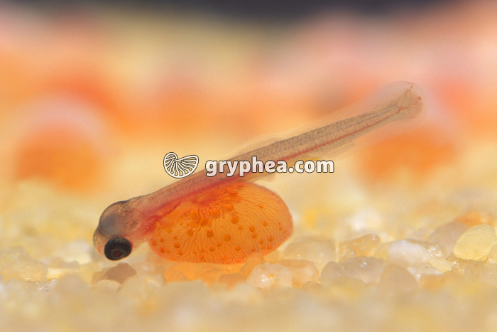 Truite - Alevin de 2 jours  - gryphea.com